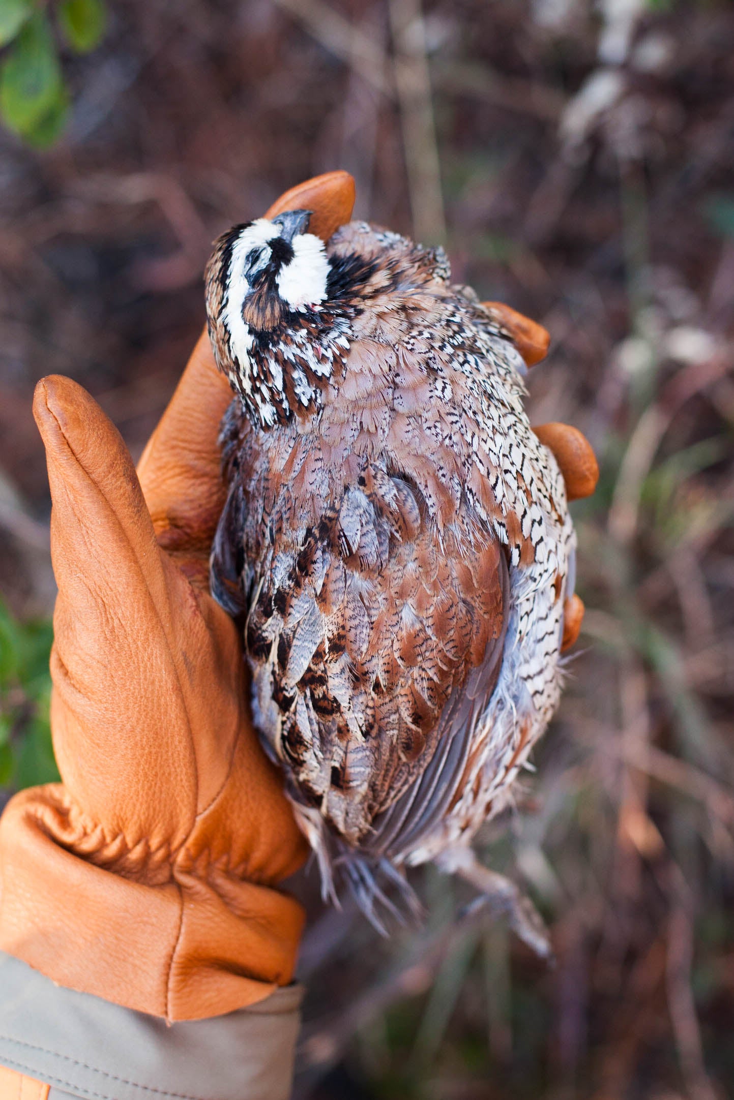 Quail and Pheasant Shoot -